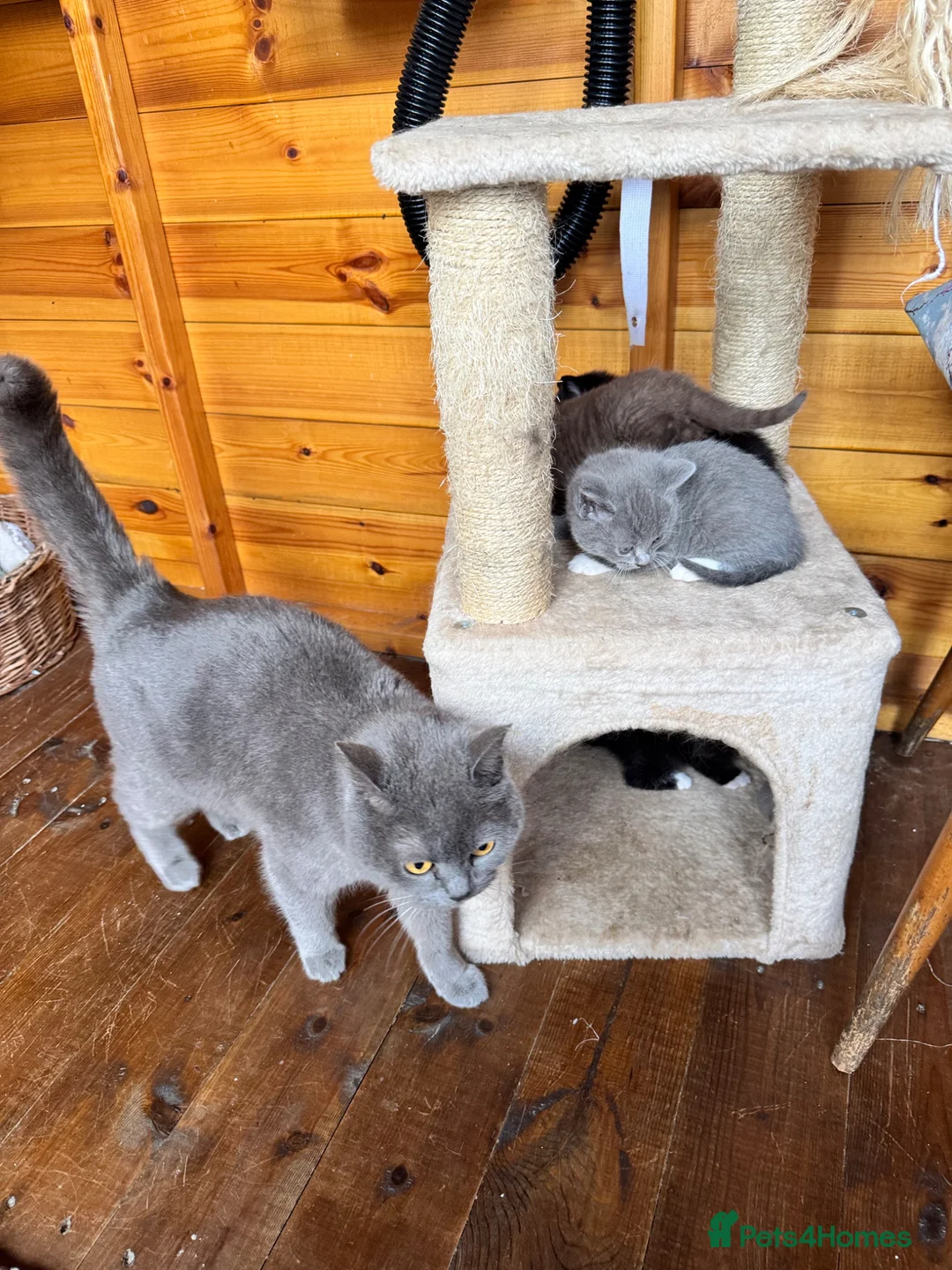 British Shorthair cats for sale: British shorthair crossed kitties  - Advert 2