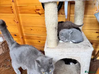 British Shorthair cats British shorthair crossed kitties - Advert 2