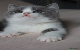 British Shorthair cats for sale: Stunning British shorthair available last girl  - Image 6
