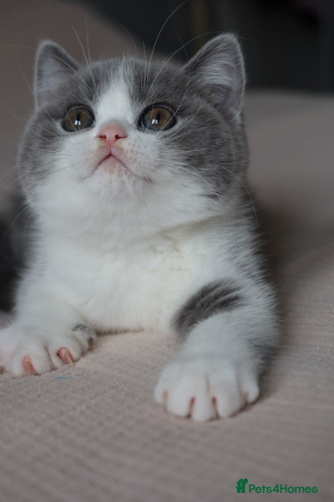 British Shorthair cats for sale: Stunning British shorthair available last girl  - Image 6