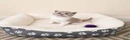 British Shorthair cats for sale: Stunning GCCF British Shorthair Kittens  - Advert 24