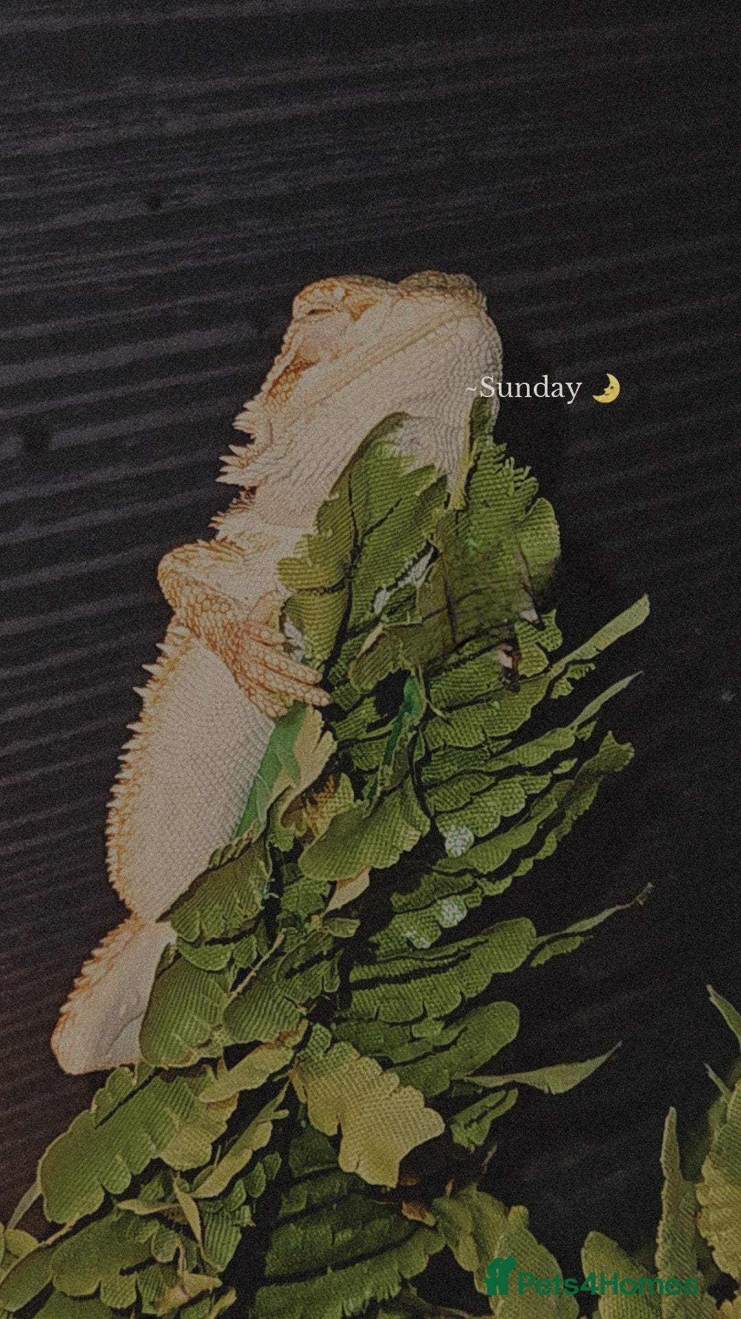 Bearded Dragon reptiles for sale: Bearded dragon & full set up - Advert 4