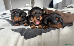 Miniature Dachshund dogs for sale: 4 x gorgeous miniature dachshund puppies  - Image 9