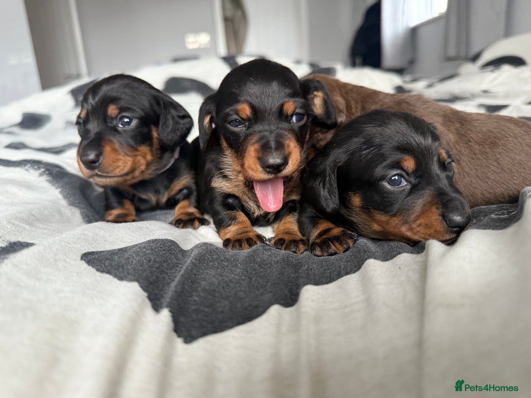 Miniature Dachshund dogs for sale: 4 x gorgeous miniature dachshund puppies  - Image 9