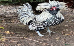 Chickens poultry for sale: Pure Bred Polish Cockerels and limited hens - Image 5