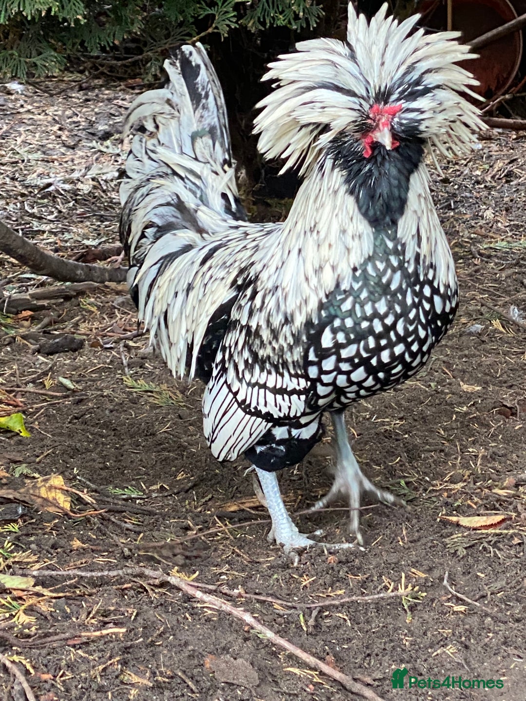 Chickens poultry for sale: Pure Bred Polish Cockerels and limited hens - Image 5