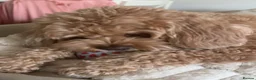 Cavapoo dogs for sale: Cavapoo F1B Beautiful puppies Due 20th June  - Advert 17