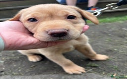 Labrador Retriever dogs for sale: KC registered Labrador retrievers for sale  - Image 19