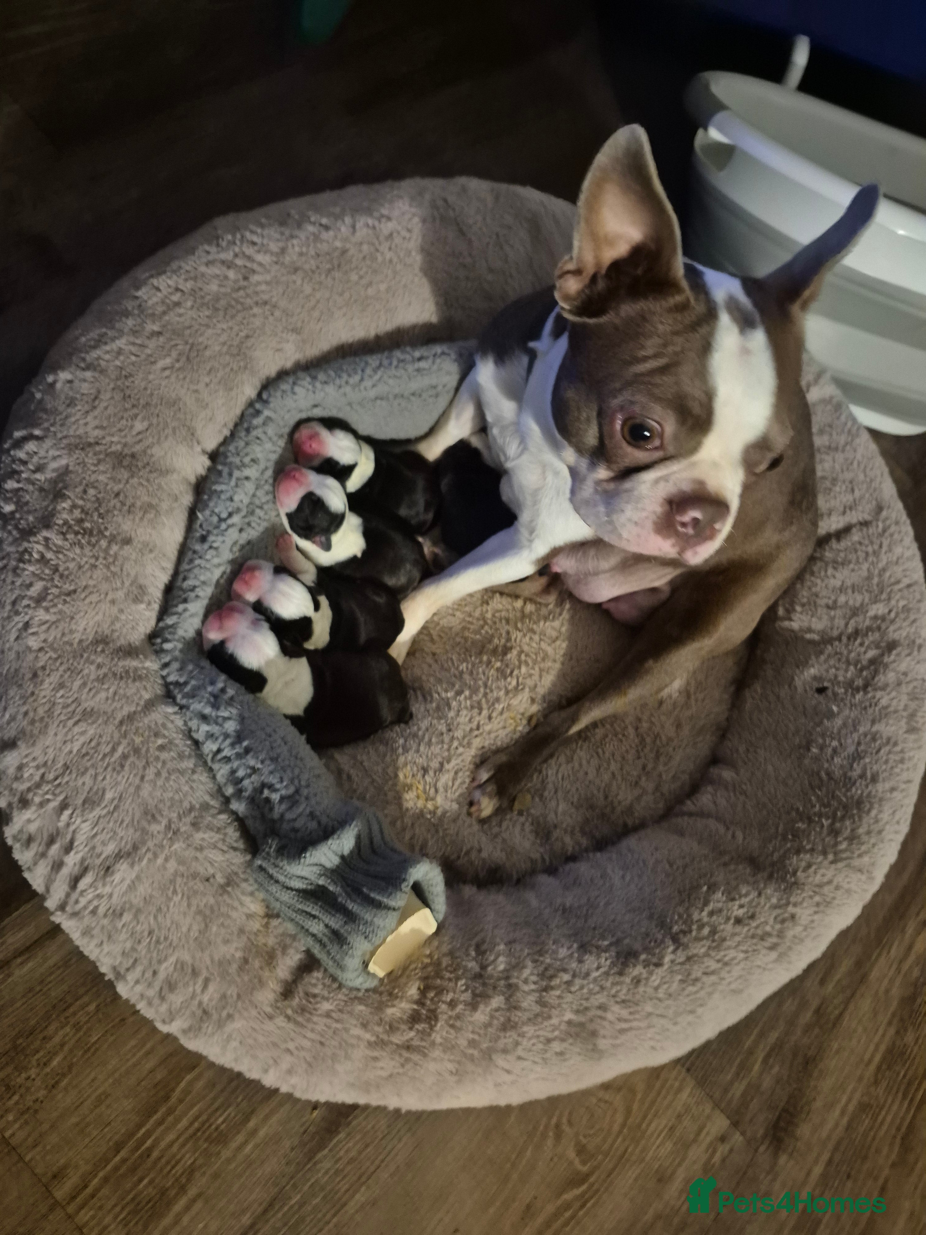 Boston Terrier dogs Gorgeous chunky Boston terrier pups - Advert 1