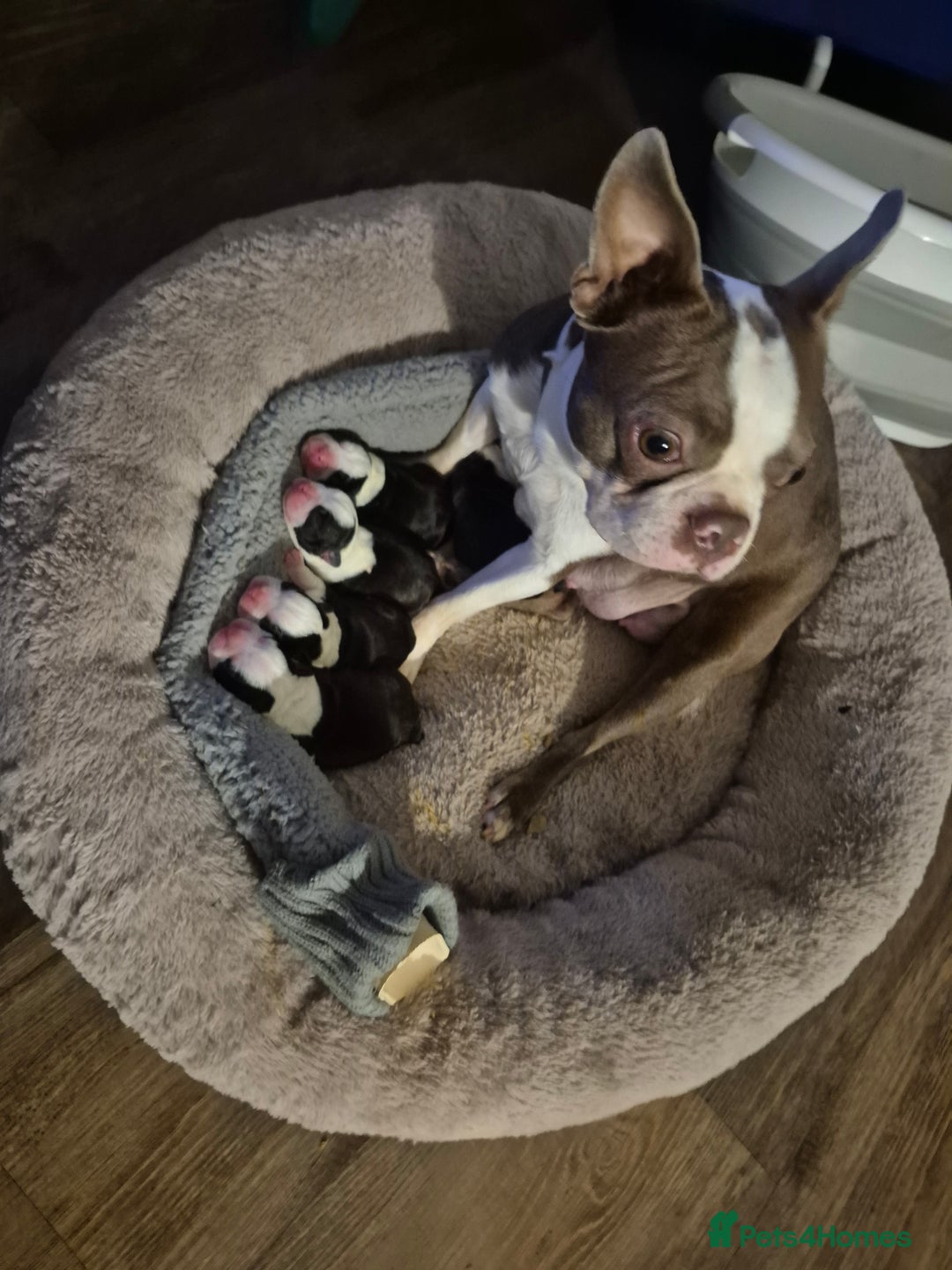 Boston Terrier dogs for sale: Gorgeous chunky Boston terrier pups - Advert 1