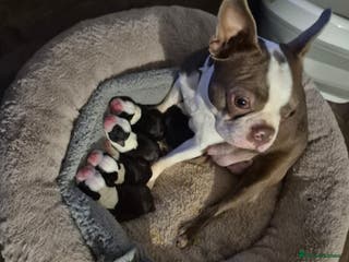 Boston Terrier dogs Gorgeous Boston Terrier puppies, 3 boys left!!! - Advert 11