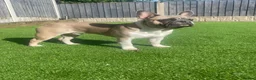 French Bulldog dogs for stud: FRENCH BULLDOG STUD in Stoke-on-Trent - Advert 8