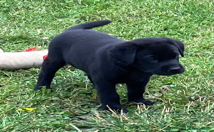 Labrador Retriever dogs - Advert 6