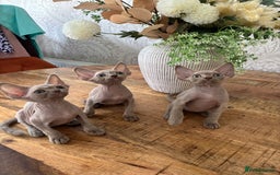 Devon Rex cats for sale: TICA Registered- Lilac Devon Rex Kittens - Image 39