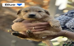 Golden Retriever dogs for sale: PEDIGREE HEALTH TESTED GOLDEN RETRIVER PUPPIES KC - Image 28