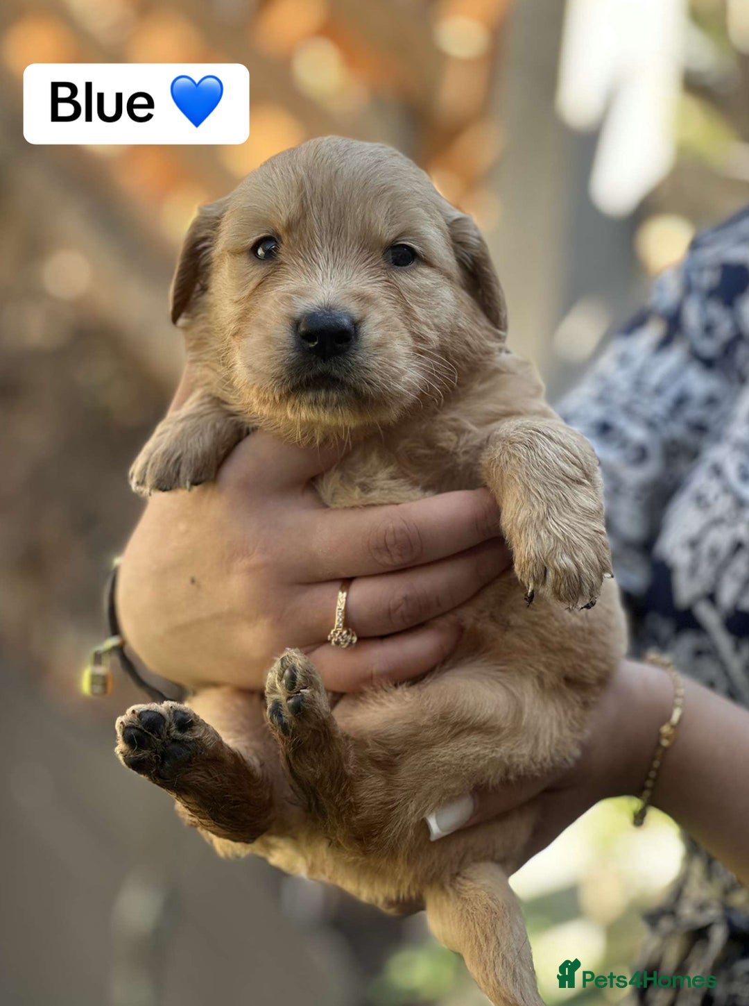 Golden Retriever dogs for sale: PEDIGREE HEALTH TESTED GOLDEN RETRIVER PUPPIES KC - Image 28