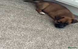 Mixed Breed dogs for sale: Beautiful baby girl, 12 weeks old  - Image 2