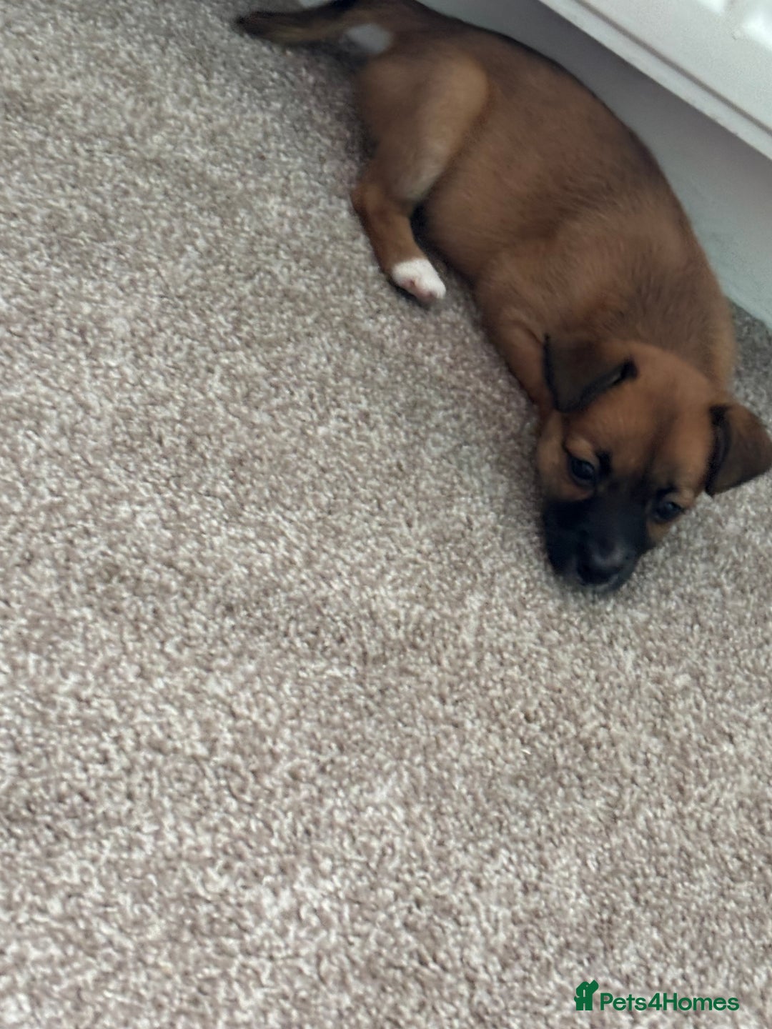Mixed Breed dogs for sale: Beautiful baby girl, 12 weeks old  - Image 2