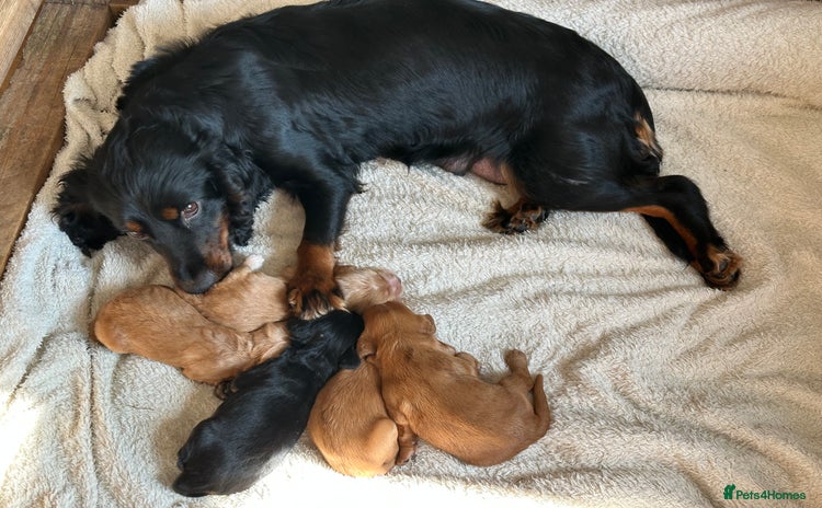 Cocker Spaniel dogs - Advert 1