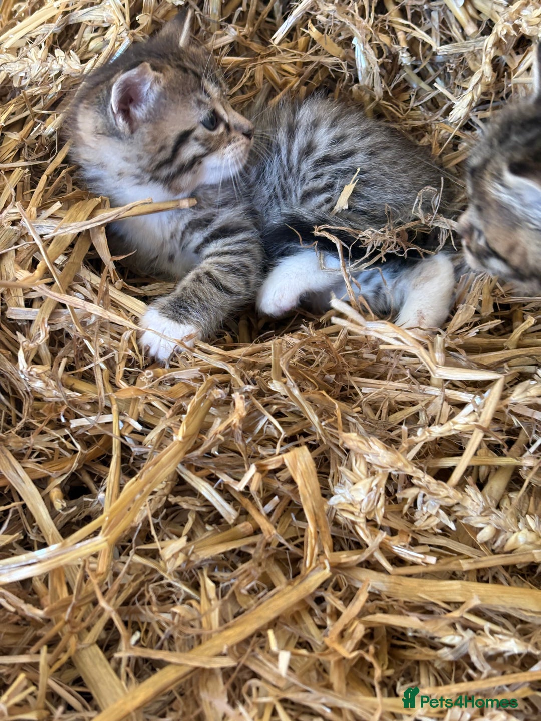 Mixed Breed cats for sale: Ragdoll x Bengal Exquisite Unique kittens - Image 18