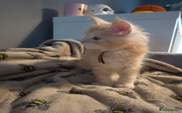 Maine Coon cats for sale: Gorgeous maine coon kittens - Image 10