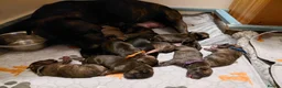 Mixed Breed dogs for sale: Staffy x whippet puppies in Uckfield - Advert 6