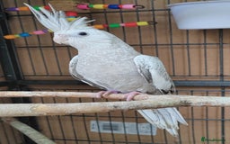Cockatiels birds for sale: Beautiful Aviary bred baby Cockatiels  - Image 6