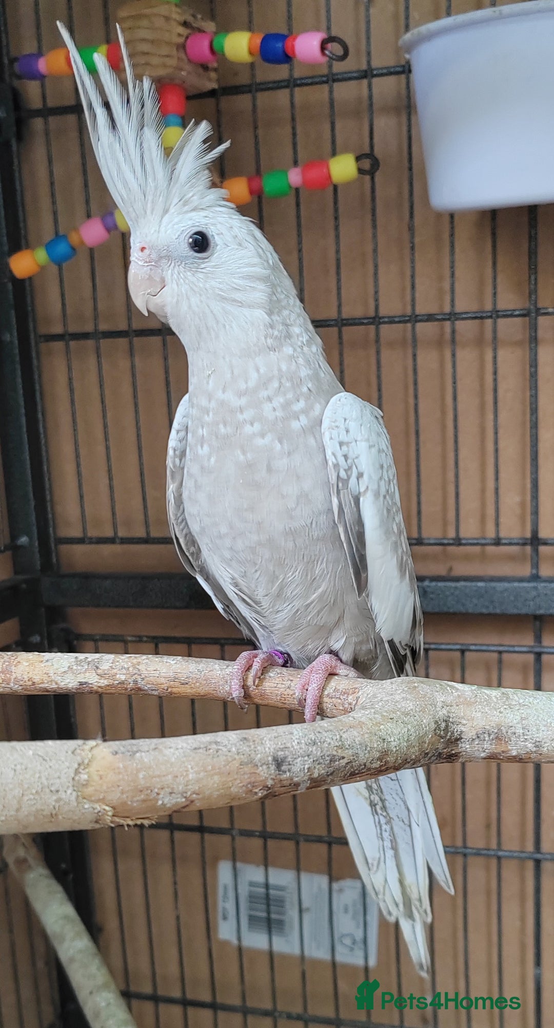 Cockatiels birds for sale: Beautiful Aviary bred baby Cockatiels  - Image 6