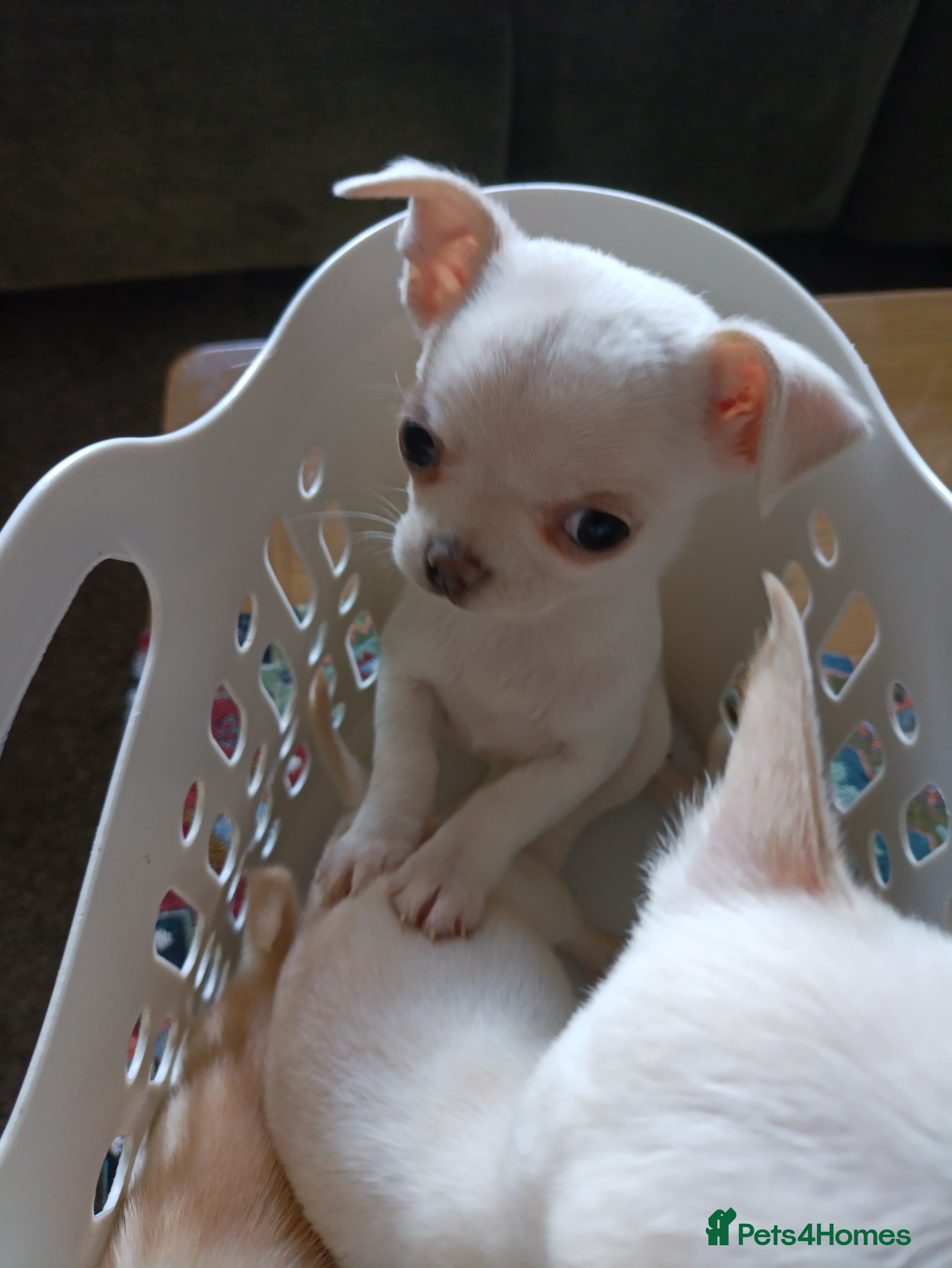 Chihuahua dogs please read description - Advert 3