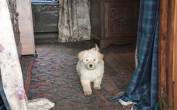Labradoodle dogs for sale: Lovely Labradoodle Puppies Licenced Breeder - Image 26