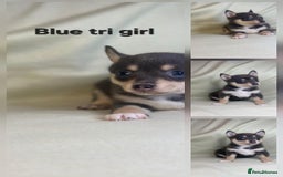 Pomsky dogs for sale: Stunning F4 Pomsky pups  - Image 4