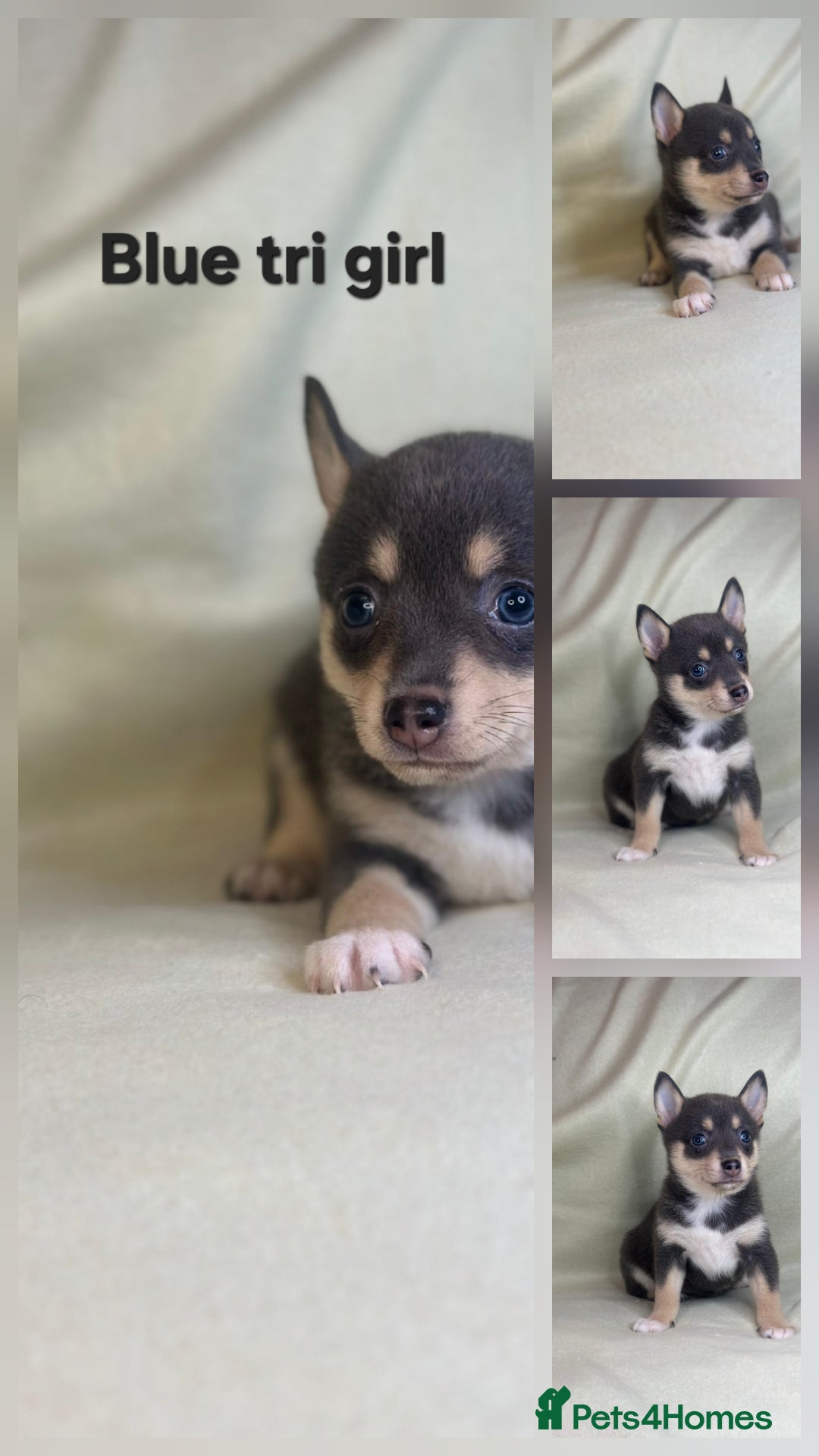 Pomsky dogs for sale: Stunning F4 Pomsky pups  - Image 4
