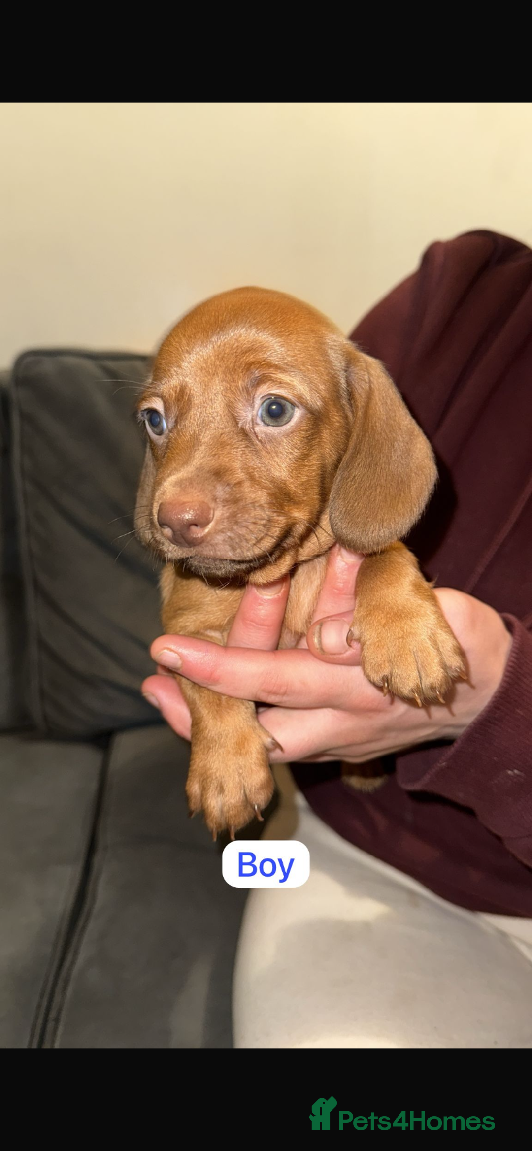 Dachshund dogs for sale: 6 beautiful Dachshund puppies for sale - Image 4
