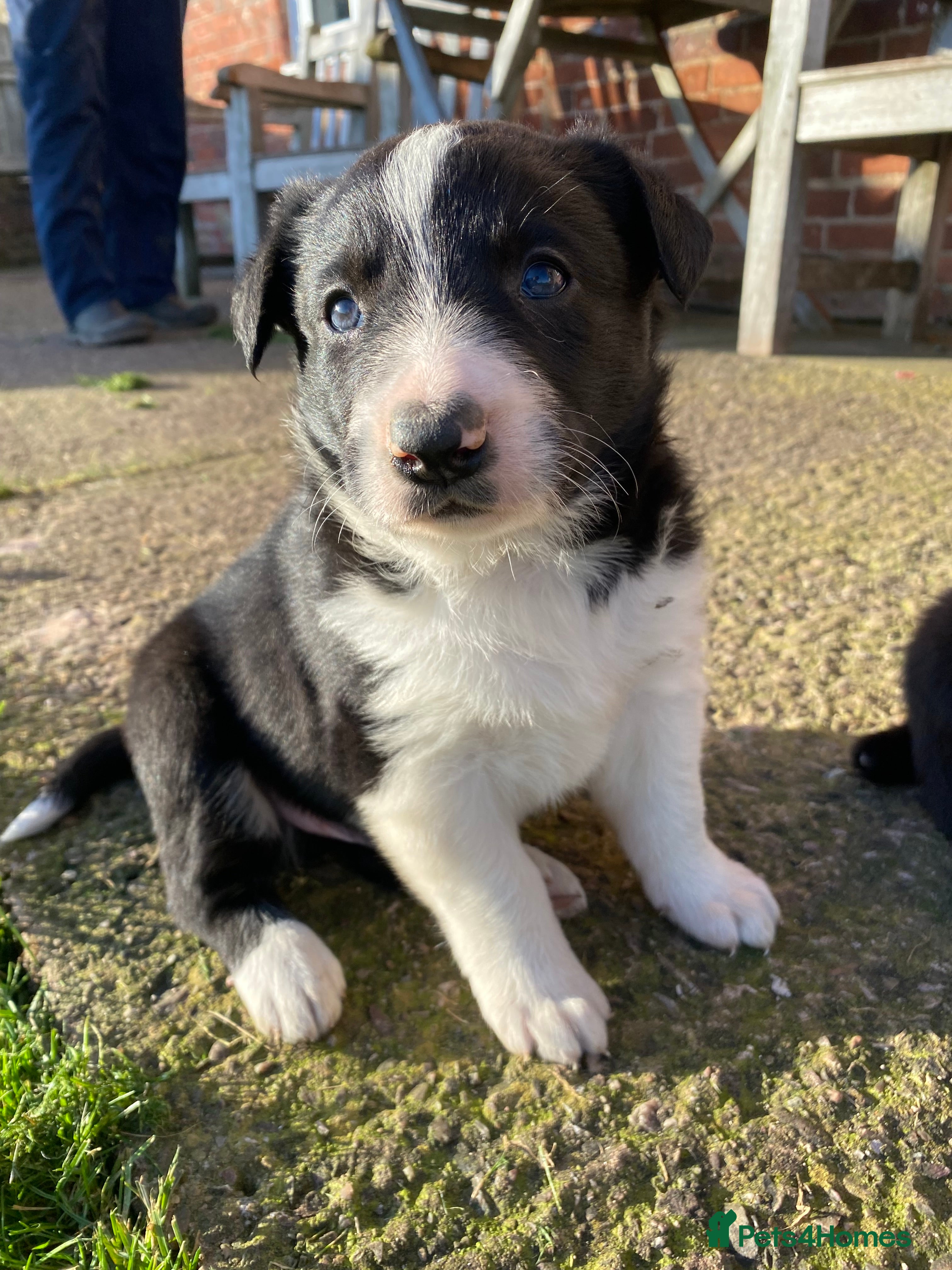 Mixed Breed dogs Gorgeous puppy’s off working parents (dairy farm) - Advert 2