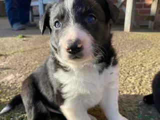 Mixed Breed dogs Gorgeous puppy’s off working parents (dairy farm) - Advert 2