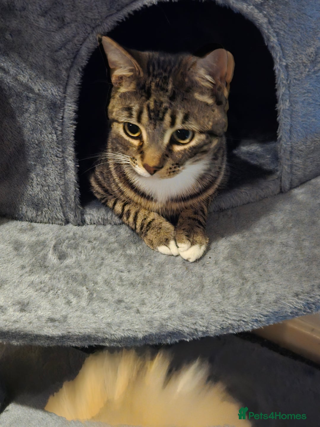 Bengal cats for sale: 3 part bengal boys - Advert 7