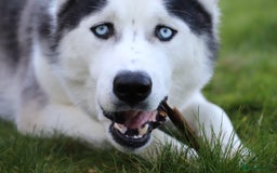 Siberian Husky dogs for sale: Outstanding Siberian husky puppies  - Advert 11