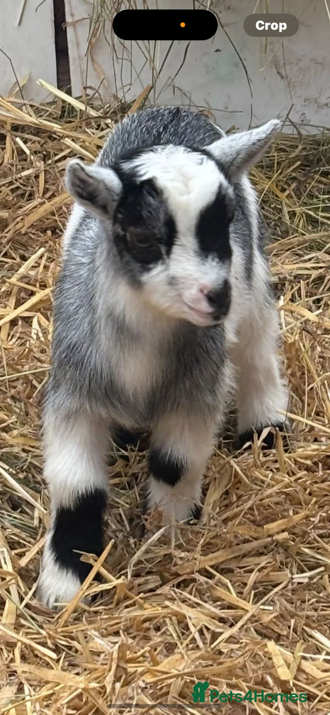 Goats livestock for sale: Small pygmy goats  - Advert 8