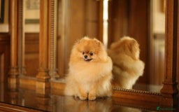 Pomeranian dogs for sale: UK's Best Toy Pomeranian Puppies  - Image 2