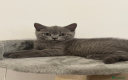 British Shorthair cats for sale: British Shorthair Male Kitten Grey - Image 9