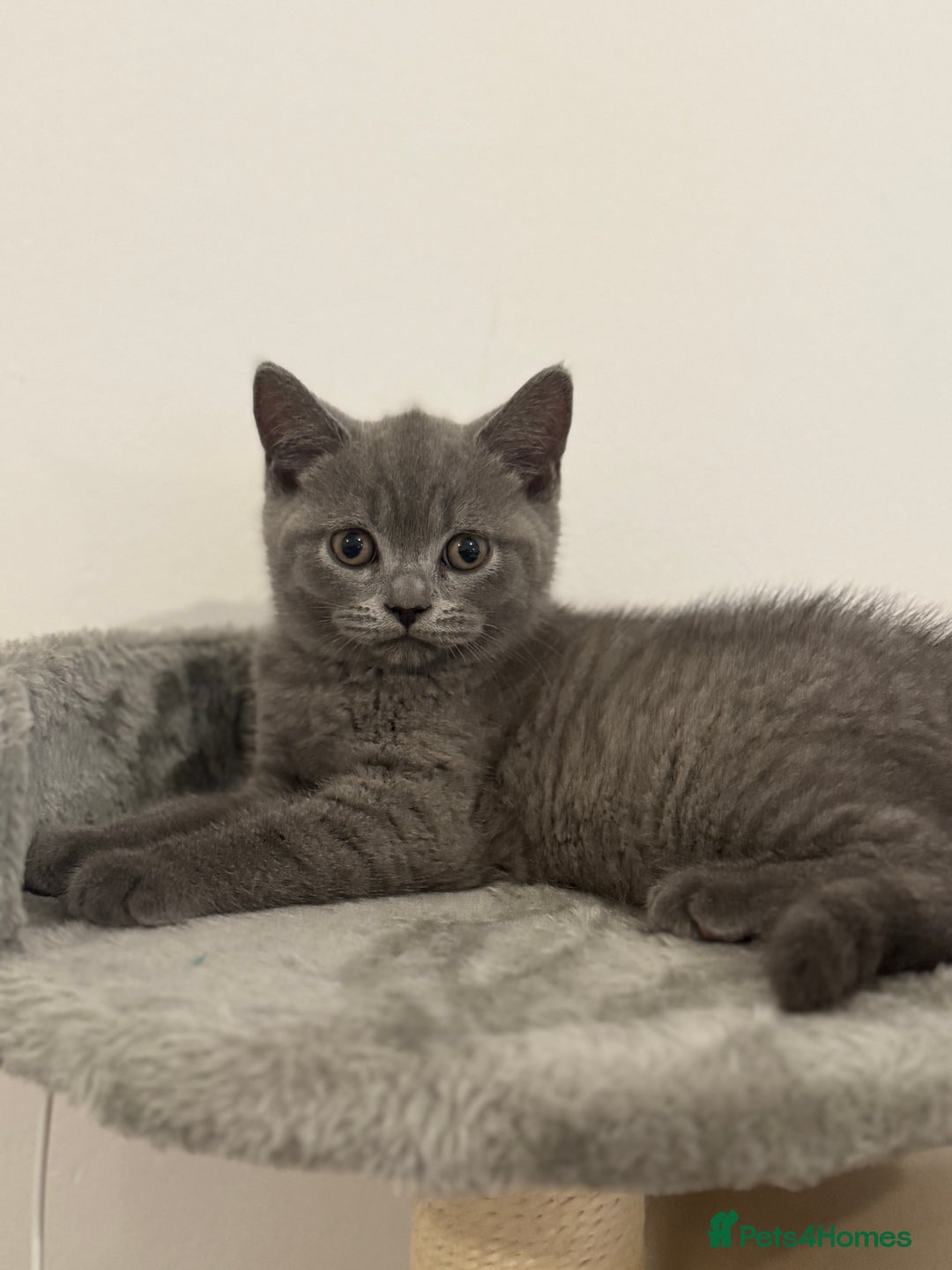 British Shorthair cats for sale: British Shorthair Male Kitten Grey - Image 9