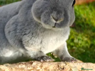 Rex rabbits Mini Rex Babies - Advert 7