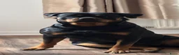 Rottweiler dogs for sale: Male Rottweiler puppy  in London - Advert 1