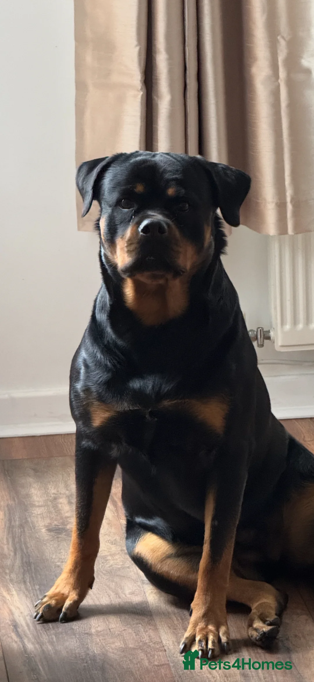 Rottweiler dogs for sale: Male Rottweiler puppy  in London - Advert 1