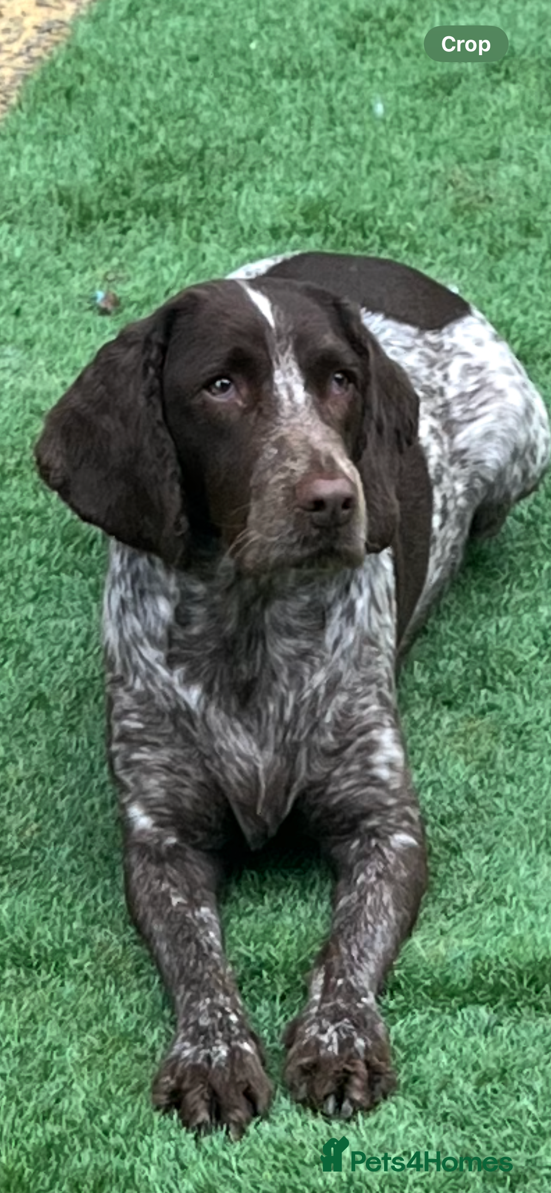 Cocker Spaniel dogs for sale: BEAUTIFUL COCKER SPANIEL PUPS - Advert 8