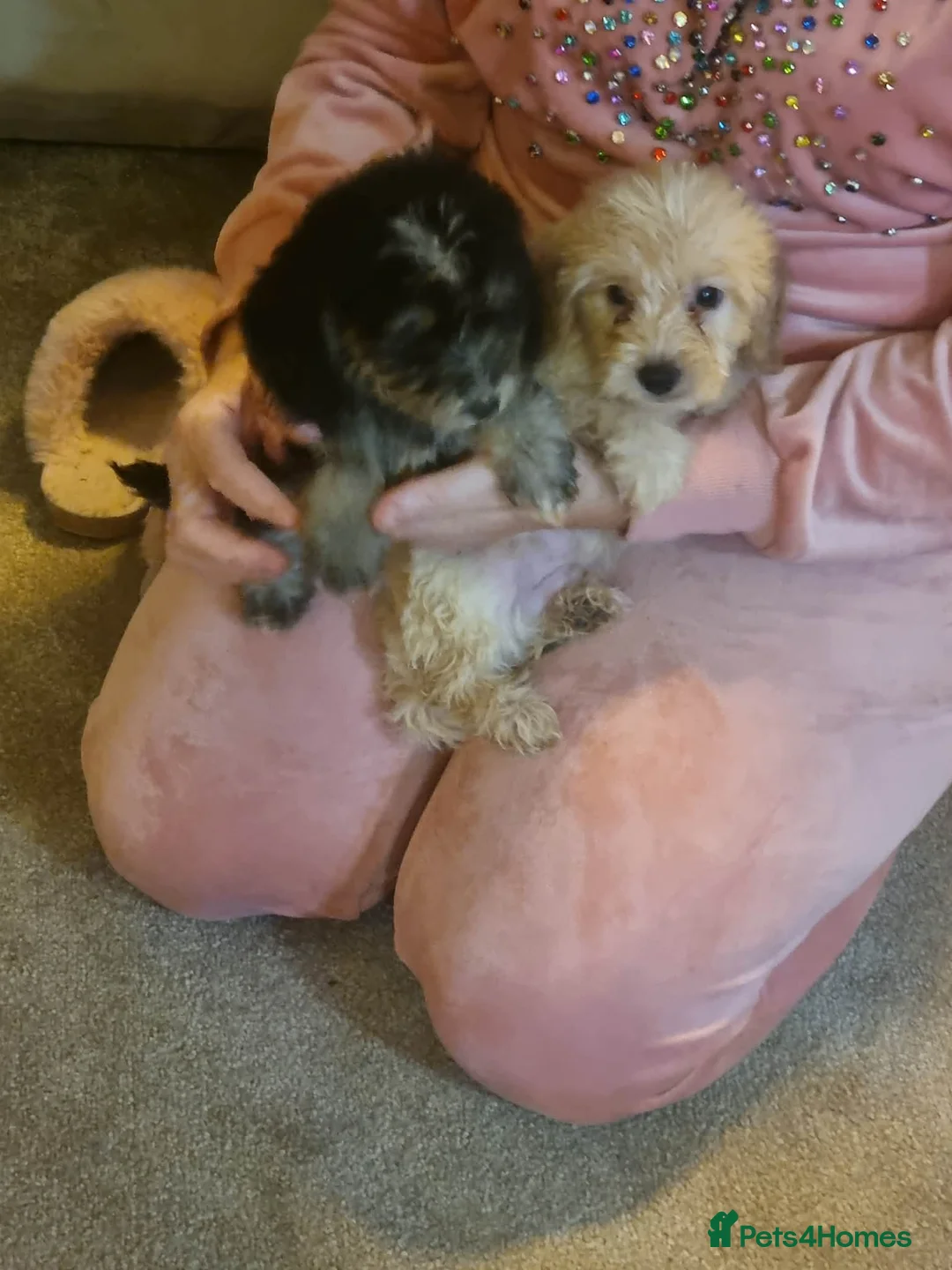 Cockapoo dogs for sale: Beautiful cockapoo  - Advert 34