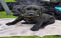 Labrador Retriever dogs for sale: Chunky male  black Labrador puppy  - Image 1