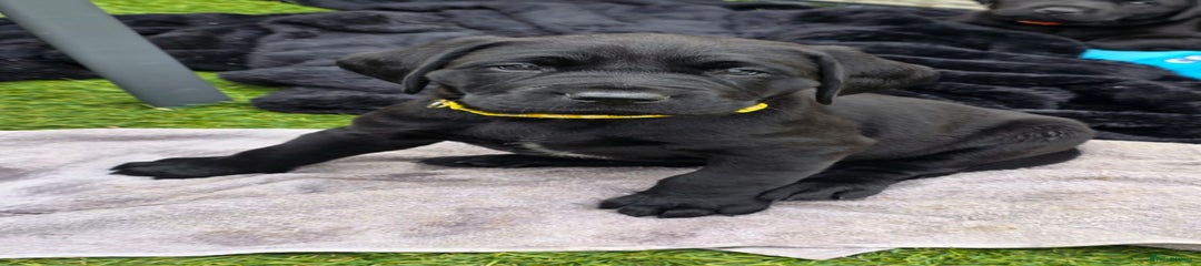 Labrador Retriever Puppy 1