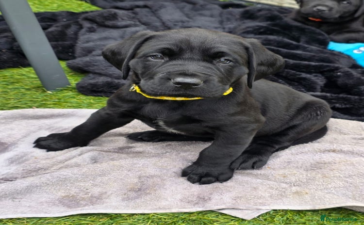 Labrador Retriever dogs - Advert 1
