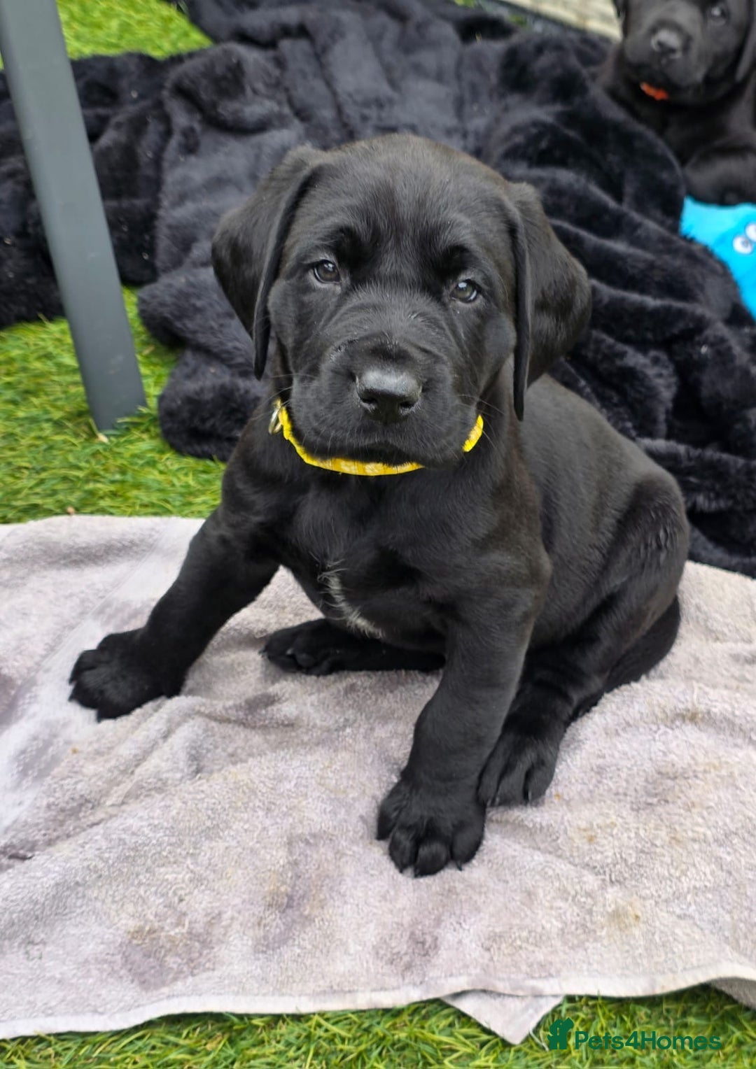 Labrador Retriever dogs for sale: Chunky male  black Labrador puppy  - Image 1